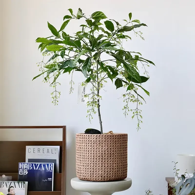 New Arrival: Large-Diameter Woven Basket Cement Flower Pot Concrete Garden Living Room Floor Planter with Tray
