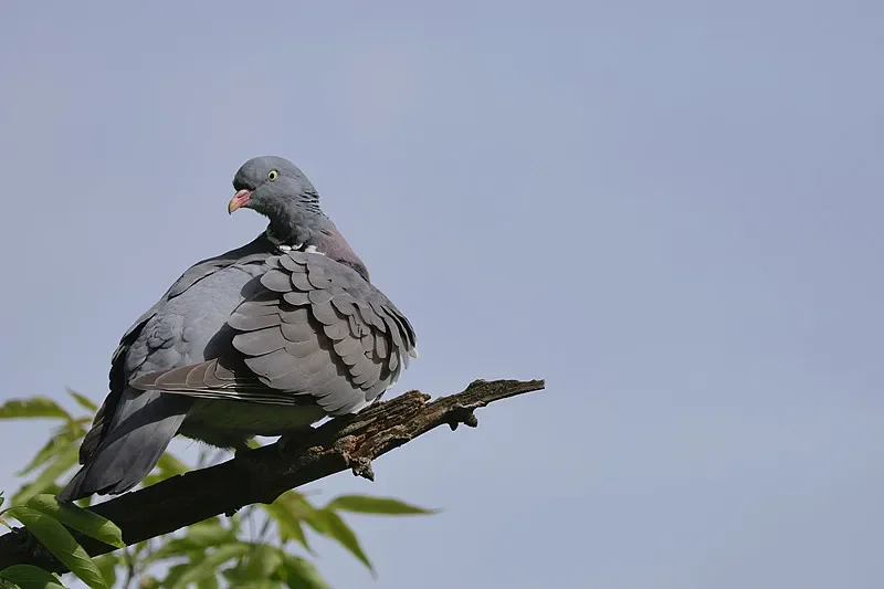 

BETAFPV LAVA 1102 14000KV Brushless Motor (22/44mm Cable) - For FPV Drones, Compatible with Pavo Femto