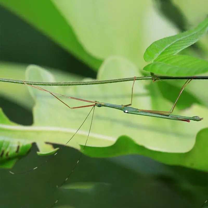 Stick Inseto Marmessoidea rosea A1/A-