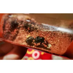 أعلى 8 مبيعات لملكة النمل - رقم 3