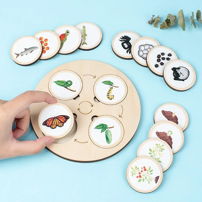 Life Cycle Board Montessori Kit Biology Science Education Toys For Kids Sensory Tray Animal Figure Life Cycle Sorting Wooden Toy