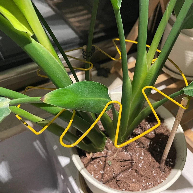 Suporte para Plantas e Flores, Haste de Suporte para Monstera, Anti-empolamento, Suporte para Plantas de Folha de Dinheiro, Suporte para Plantas de Folha Verde, Suporte para Plantas com Mola para Chuva, Prateleira de Armazenamento