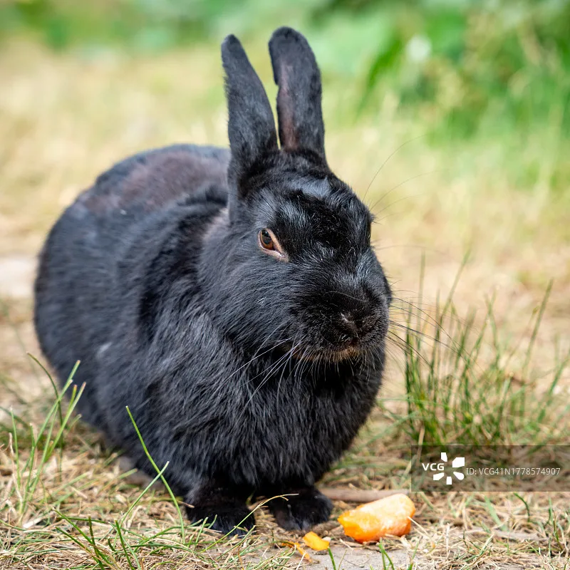 

Радиоконтроллер Jumper T12 MAX с датчиками Холла VS-M, подвесы RDC50, передатчик 2,4 ГГц, пульт дистанционного управления для радиоуправляемых FPV дронов дальнего радиуса действия
