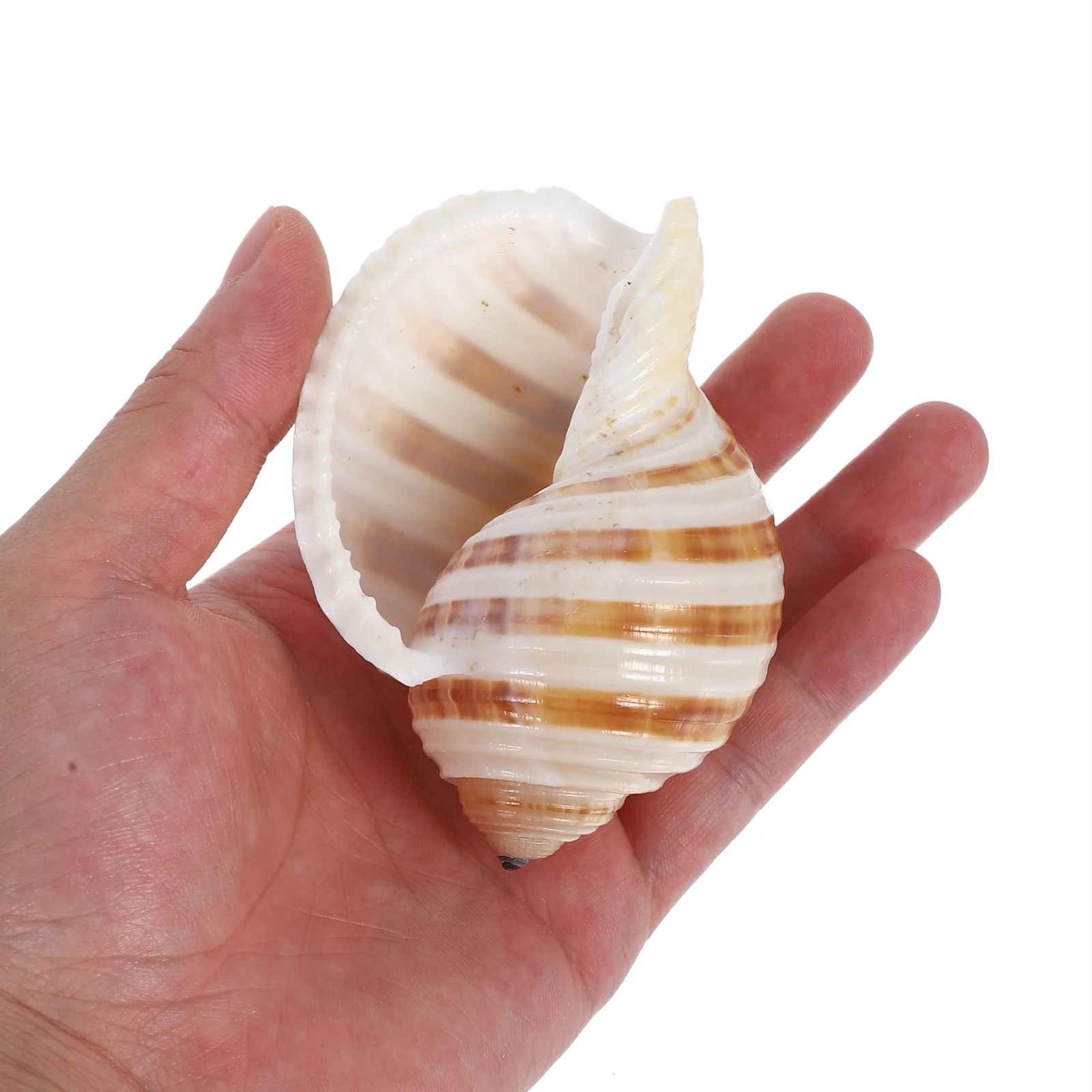 

6Pcs Natural Sea Shells for Aquarium Decoration Conch Shell Fish Tank Accessories Underwater Scene Enhancer Habitat for Crabs