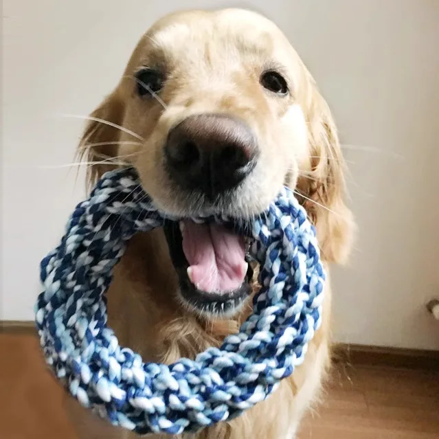 1 Stück robustes, kaubeständiges Knoten-Hundespielzeug für große Hunde, kaubares Seil mit Knoten für Schlepper, Zahnen, Solo-Spiel, interaktiver Spaß