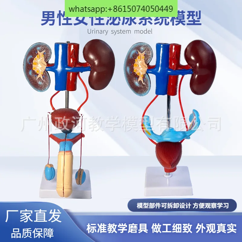 

Stereoscopic teaching of urinary and reproductive system models, kidney anatomy molds, bladder and ureter structure construction