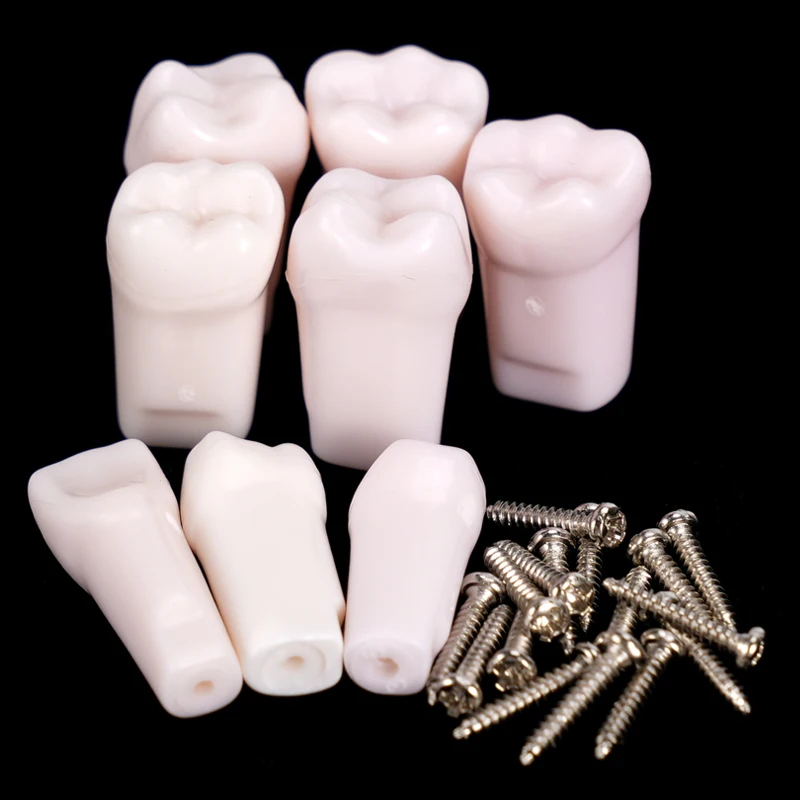 Lot de 10 modèles de dents de typodont dentaire à visser, dents de remplacement amovibles, modèle de simulation pour l'enseignement et la pratique dentaire