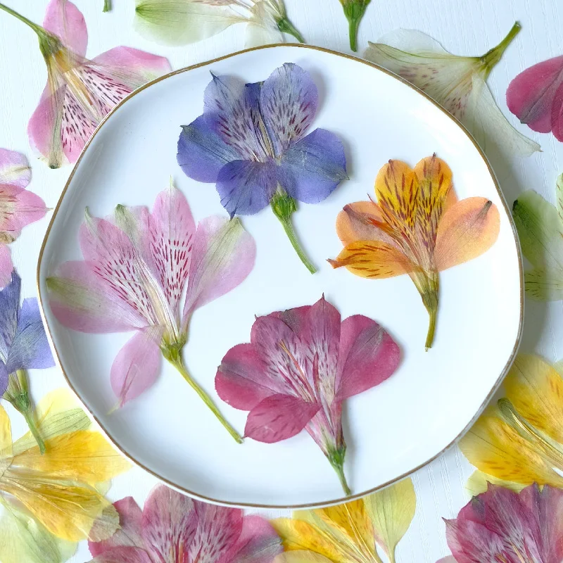 1pcs/6-7cm,Pressed narcissus lily branches,Alstroemeria embossed flower DIY plant photo frame bookmark party gift card materials