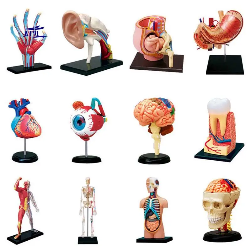 

AF91--Torso Human Body Model Removable Parts Education Organs Model For Teaching Study Class Students
