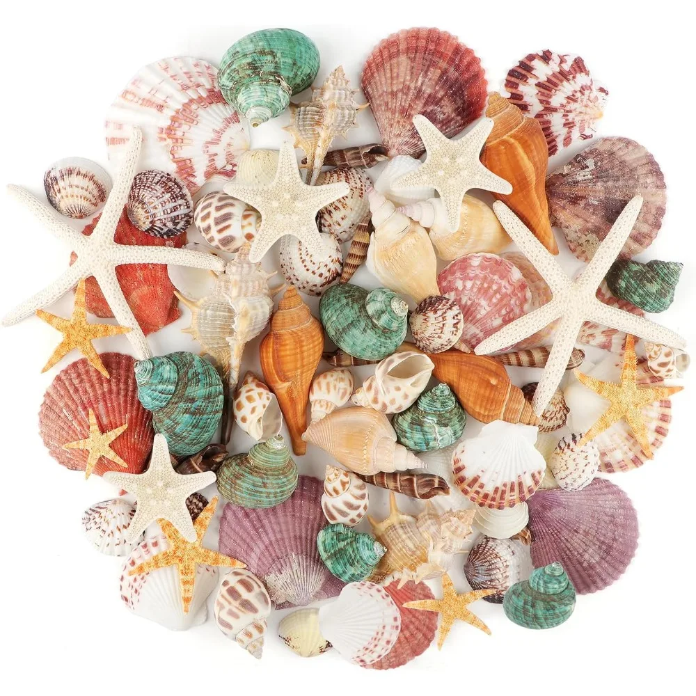 

Sea Shells Mixed Ocean Seashells, 1.2-3.5 Various Sizes Beach Seashells and Natural Starfish for Vase Fillers Fish Tan