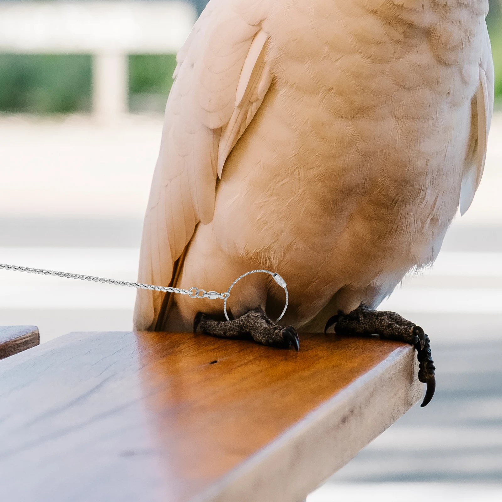 

Stainless Steel Anklet Birds Foot Parrot Anklet Chain Pet Ring for Cockatiels Peony Lovebird Durable Strong Thick