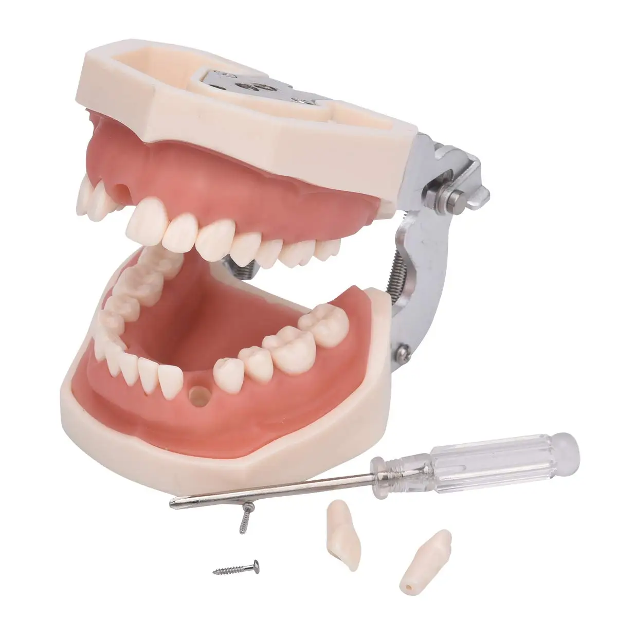 Dental Typodont Teeth Model 28 / 32 Completely Detachable Training Demonstration Model for Dentist Teaching, Practice and Study