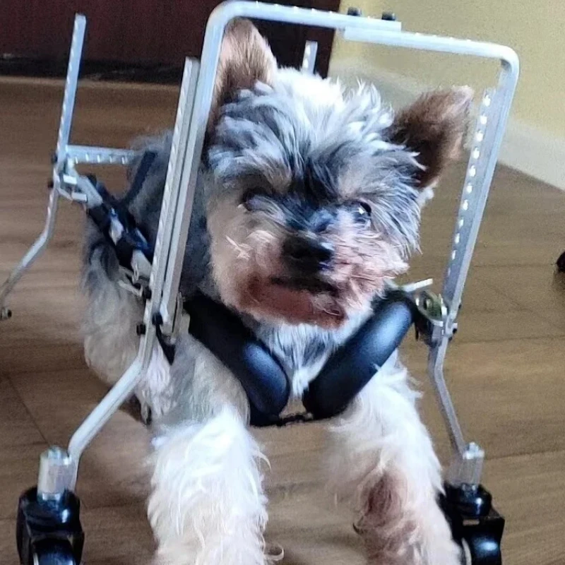 Dog Rehabilitation Wheelchair Disabled Dog Mobility Cart Hind Leg Support for Paralysis and Weakness Exercise Aid