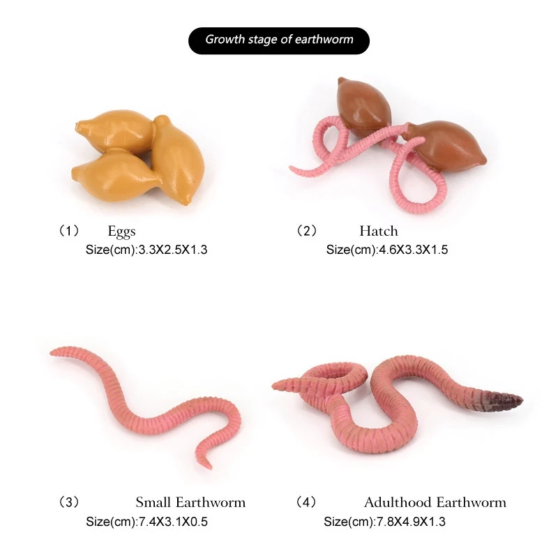 4Pcs Simulation Earthworm Growth Model Animal Growth Cycle Biological Model Simulation Growth Science Educational Toys