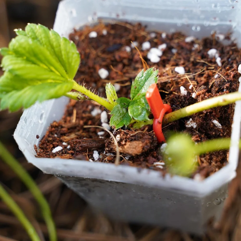 Plastic Plant Support Tools for Outdoor Use Pins to Position Vines Horizontally or Vertically in Garden Layouts