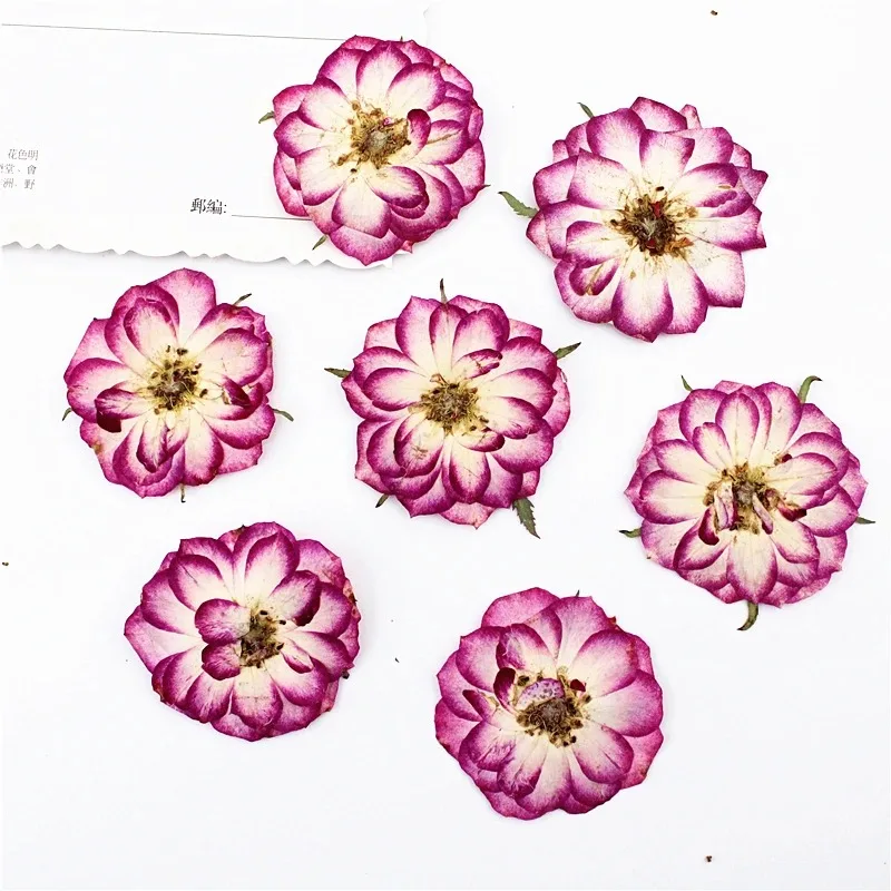 40pcs Pressed Dried Double Color Rose Flower For Jewelry Bookmark Phone Case Postcard Invitation Card Scrapbooking DIY