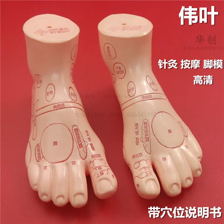 A pair foot model foot reflex zone model foot acupuncture model Chinese  with instructions