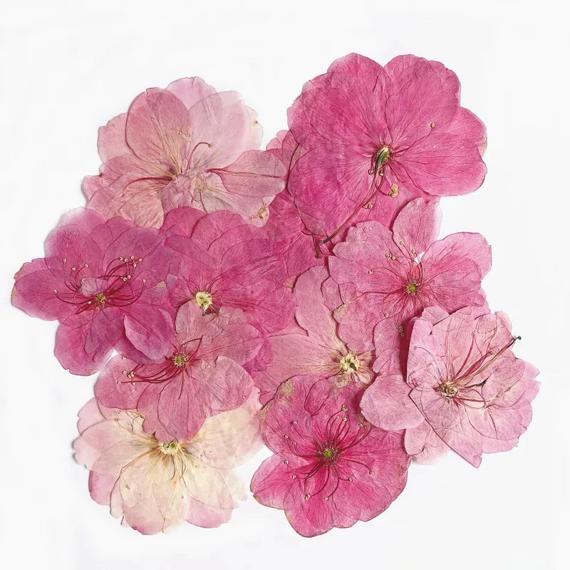 120 pcs 3-4cm Pressed Dried Sakura Flower Plants Herbarium For Epoxy Resin Jewelry Making Face Makeup DIY Candle Making