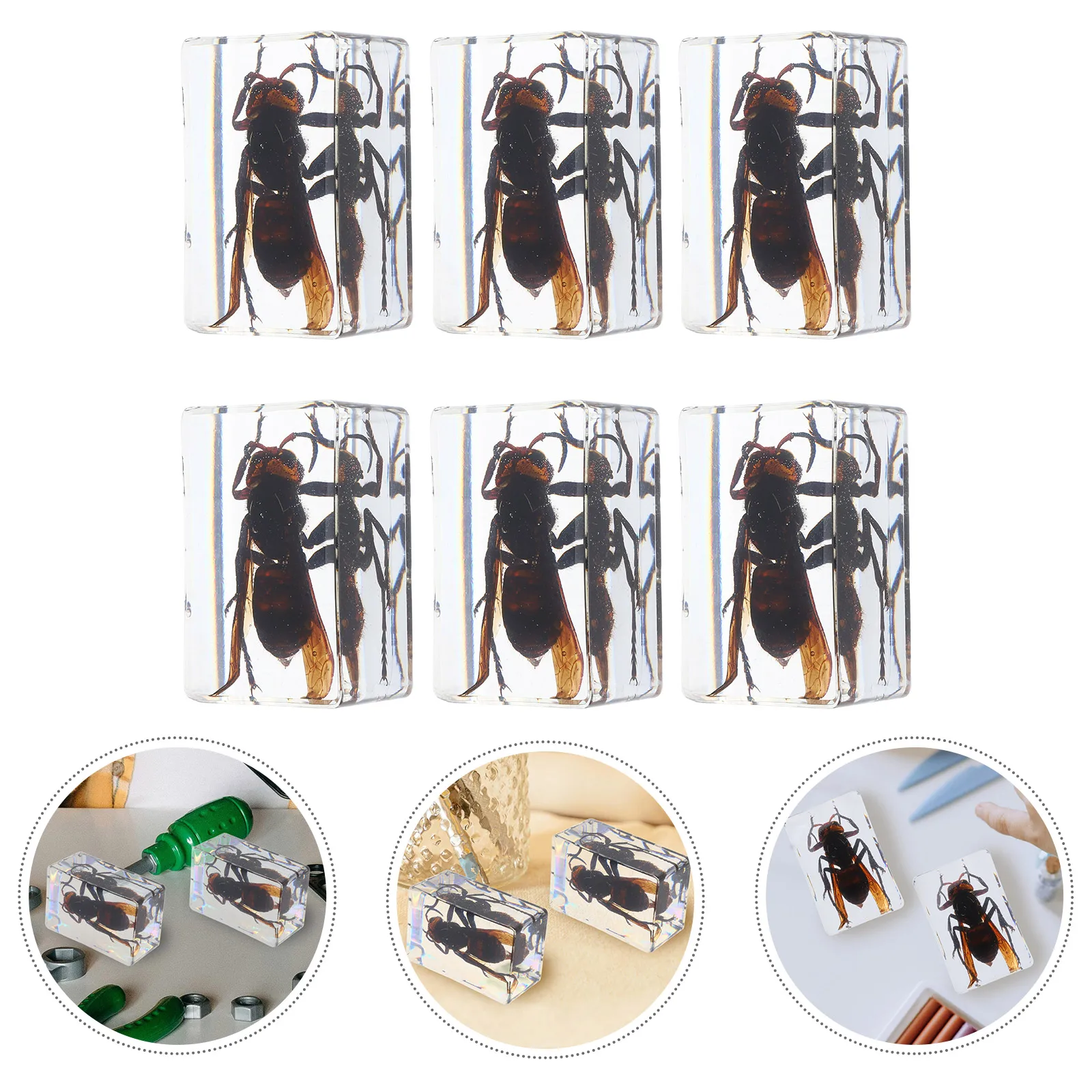 Handcrafted Resin Insect Bookends Transparent Animal Specimens Educational Decoration Paperweights for Science Classroom Display