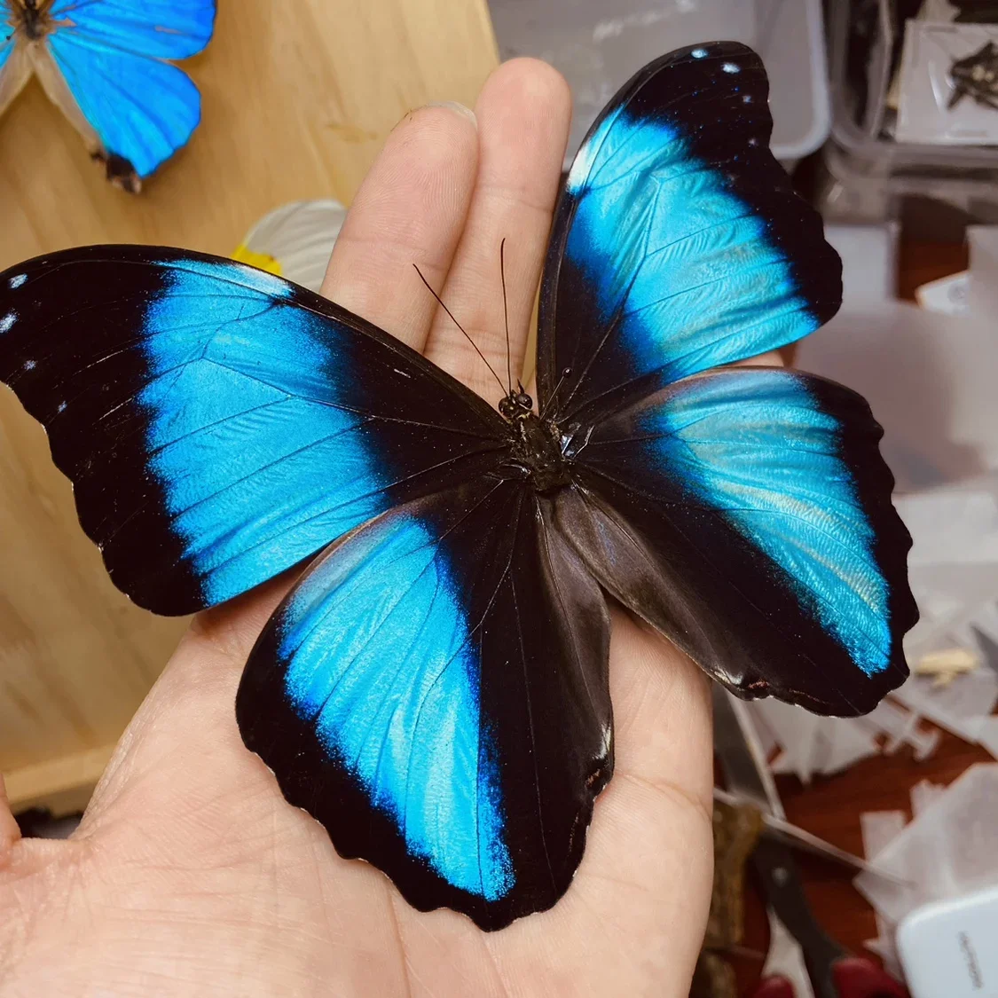 

Handmade Insect Decorations Student Creative Birthday Gift Wings Home Decoration Real Butterfly Specimens Ornaments