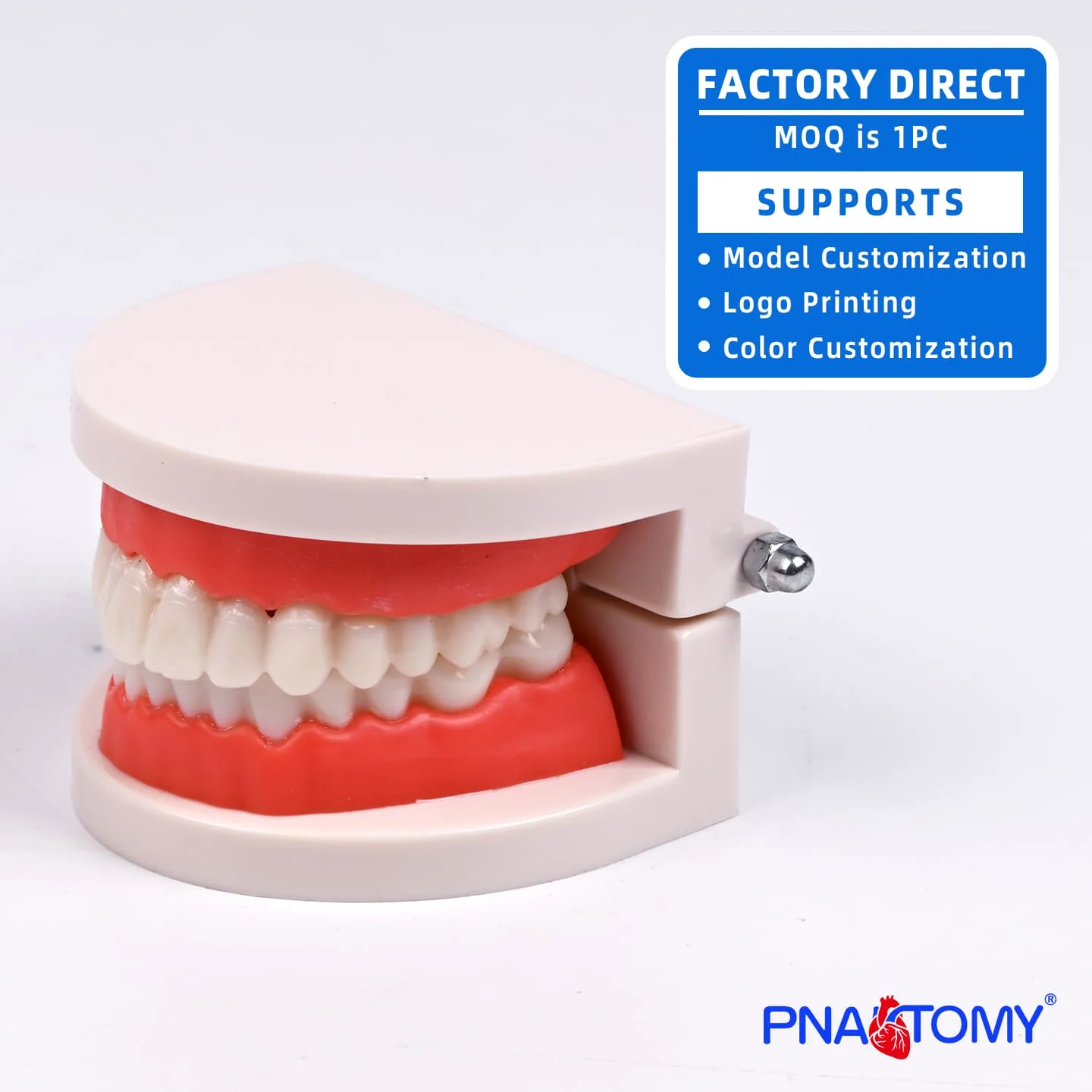 Life-Size Dental Hygiene Model Plastic PVC Correct Tooth Brushing Demonstration for Schools
