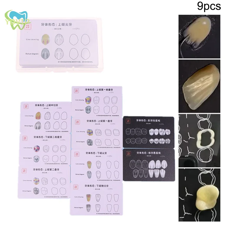 Dental Composite Filling Practice Board Model Teeth Template Restoration Cavity Dentist Anterior Posterior Practise Resin Stack