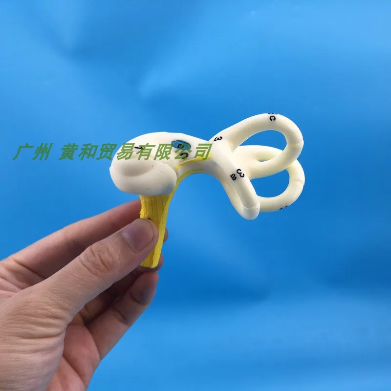 Labyrinthine Model of Inner Ear Medical Model of Human Ear Anatomy Semicircular Canal Cochlea Anatomical Model