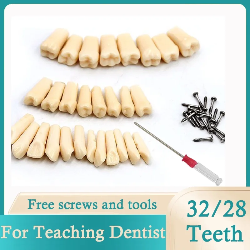 28 Pcs/32 Modelo Dente Para NISSIN 500 Enchimento Treinamento Prática Dentes De Substituição De Simulação Ensino Dentista Exam