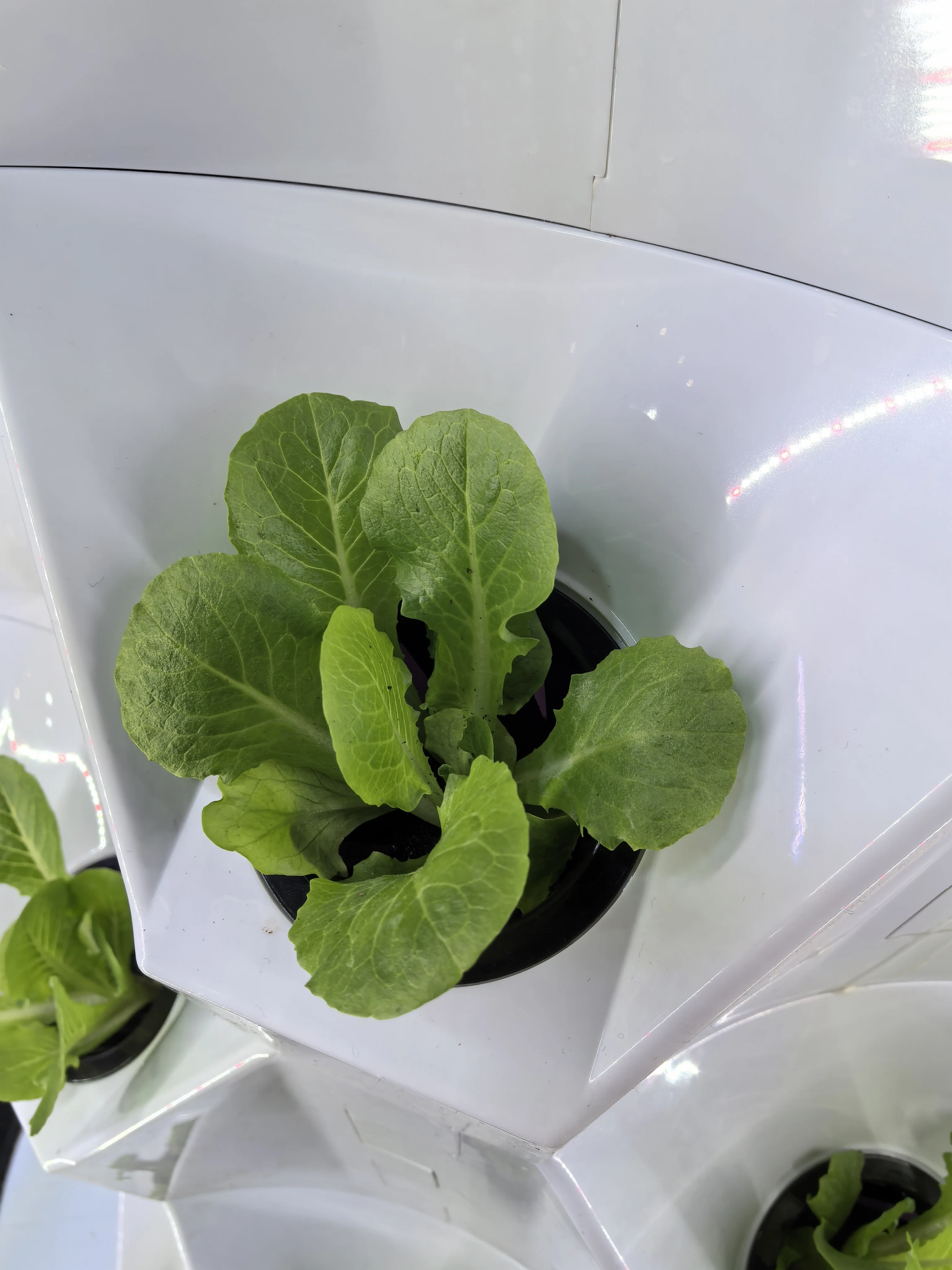 Greenhouse Vertical Farming Hydroponic Grow Tower Garden Vertical Hydroponic System view 6