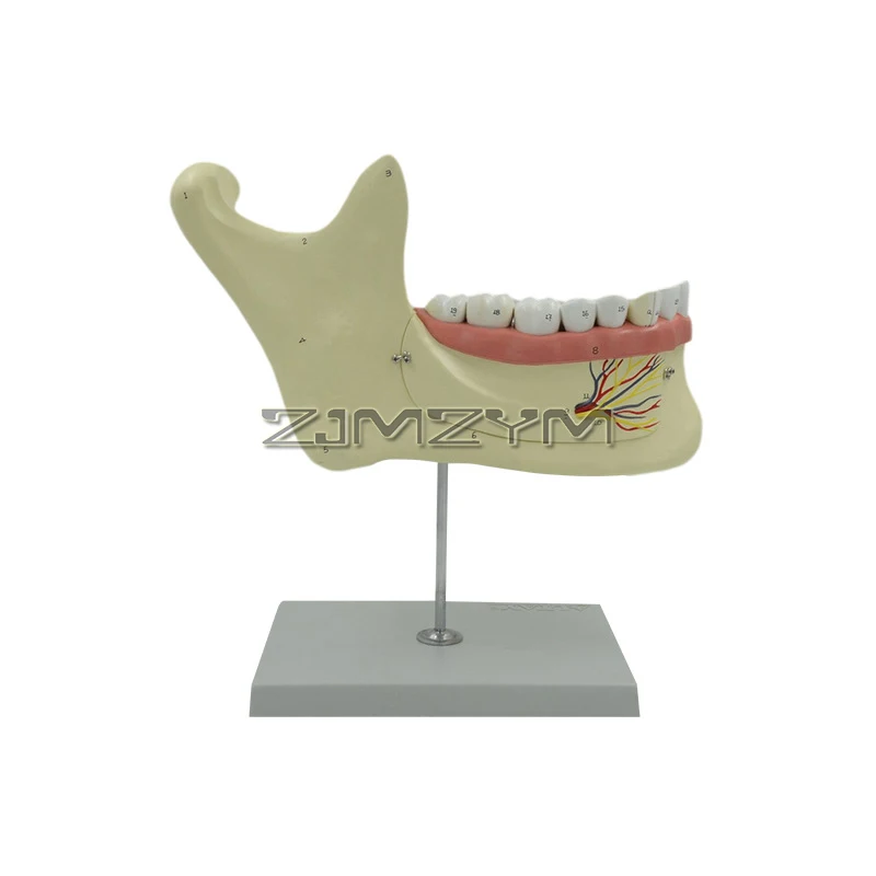 Dental Right Mandibular Hemibone Teeth Model Anatomical Jawbone Tissue Decomposition Model Teaching Model