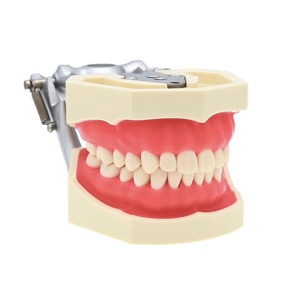 Dental Typodont Model Kilgore Nissin 200 Type Removable 28Pc Teeth Simulation Oral Teaching Practice Teeth Model