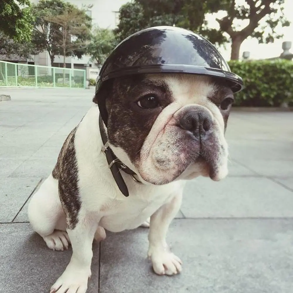 Adjustable Safety Pet Cap ABS Dog Helmets Fashion Pet Protect Ridding Cap for Pet Motorcycles Bike Sun Rain Protection