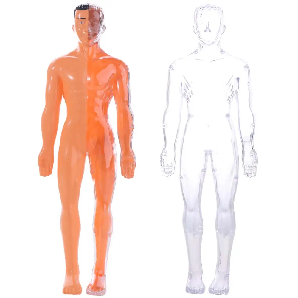 

Plastics 3d Human Torso Model Transparent DIY Mannequin Science Cognitive Puzzle Education Toys Construction Skeleton Model