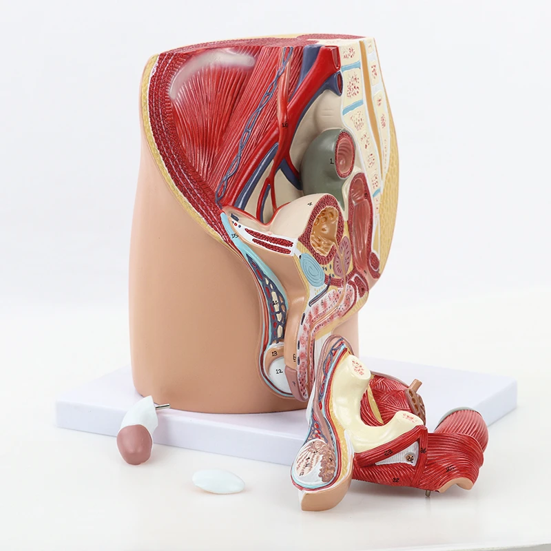 

Male Sagittal Pelvic Anatomy Model Male Reproductive Organ System Anatomical Model Medical Teaching Supplies