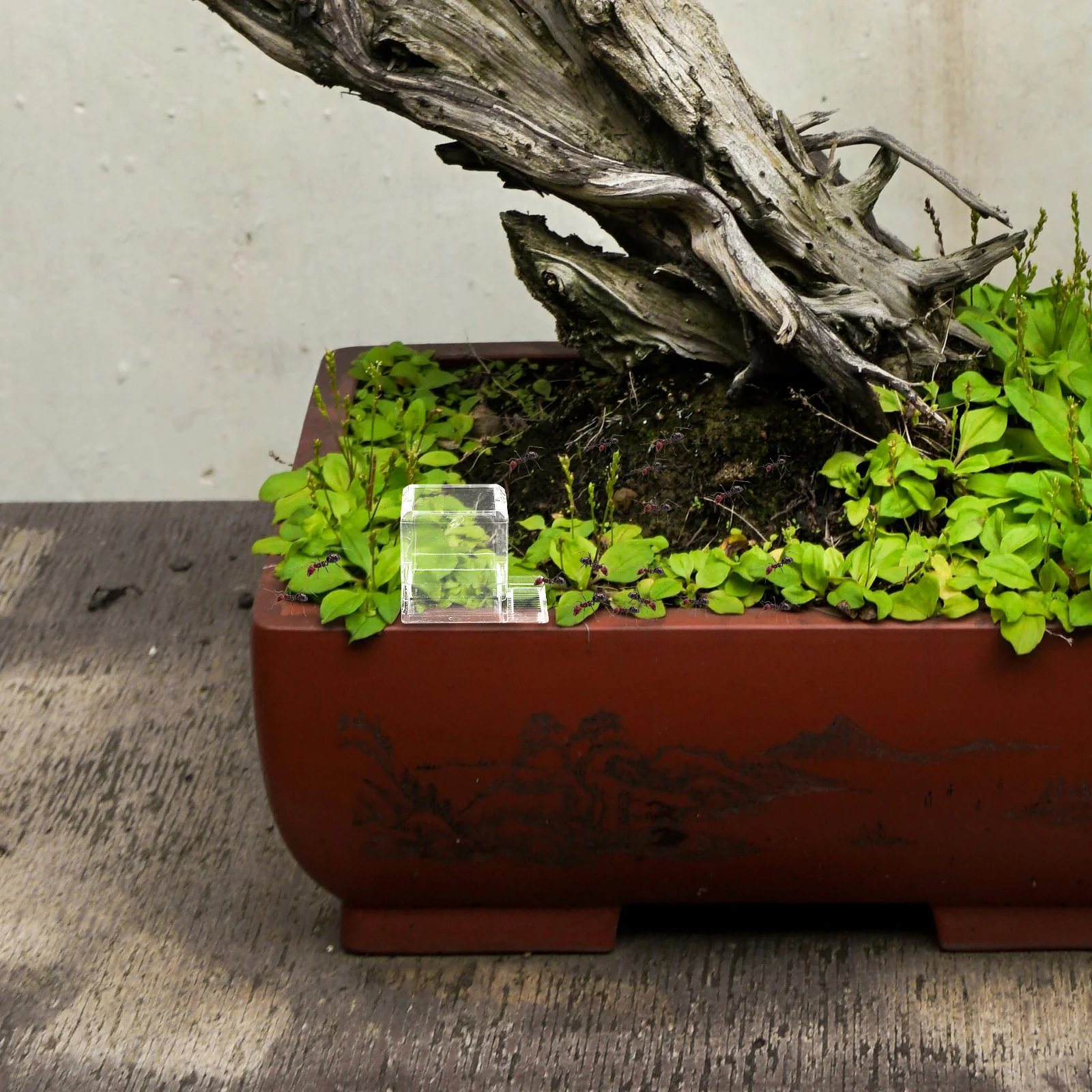 

Поилка для муравьев, прозрачная пластиковая поилка для муравьев, стабильный контейнер для подачи воды для муравьев, аксессуар для подачи воды