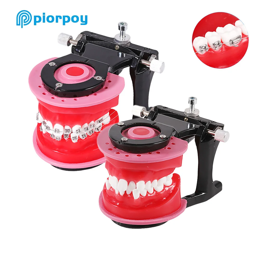 PIORPOY Orthodontic Treatment Model  Oral Model Teeth Gingival Wax BendingTypodont Demonstration Tools Dentist Practice Hot