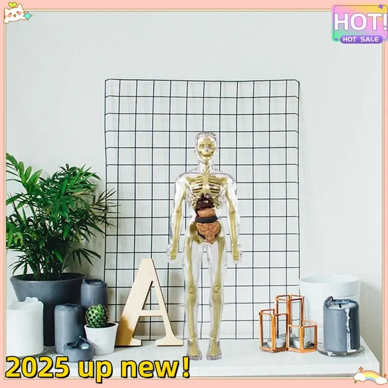 3D Human Body Torso Model Anatomy Model Skeleton Human Body Model Removable Parts