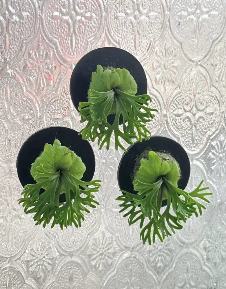 1:6 Miniature Plant Set, Handmade Realistic Fern Maple Caladium Potted,Exclusive Custom Sizes BJD Dollhouse Garden Bjd Decor Art
