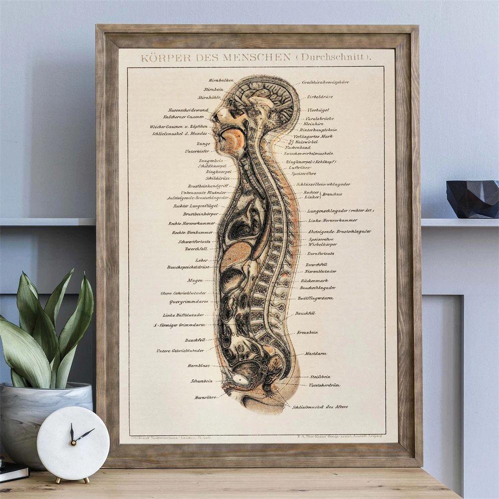 Vintage Human Body Print Poster Medical Wall Art Print Surgical Art Anatomical Wall Art Antique Retro Wall Canvas Painting Decor
