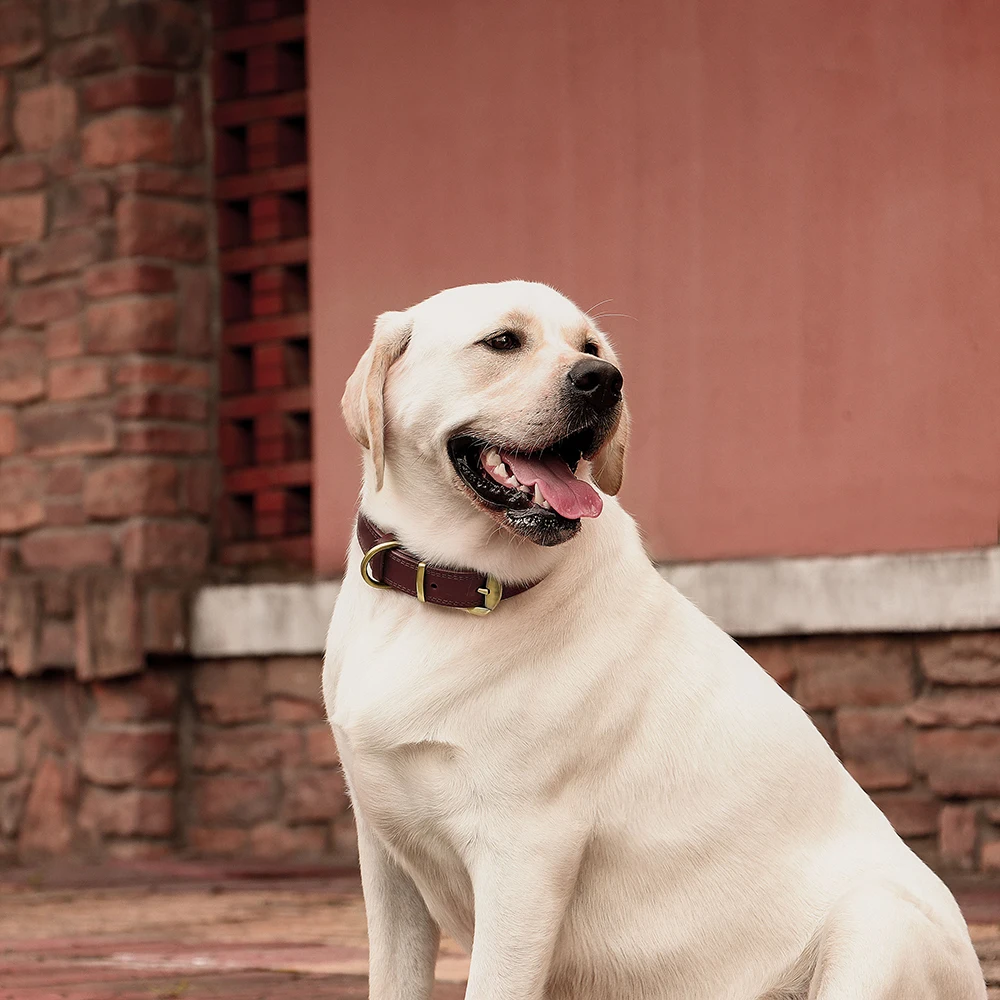 Echtes Leder-Hundehalsband, Langlebiges Welpenhalsband, Echtes Leder-Haustier-Halsband, Verstellbar für Kleine, Mittlere und Große Hunde, Pitbull – Detail 14