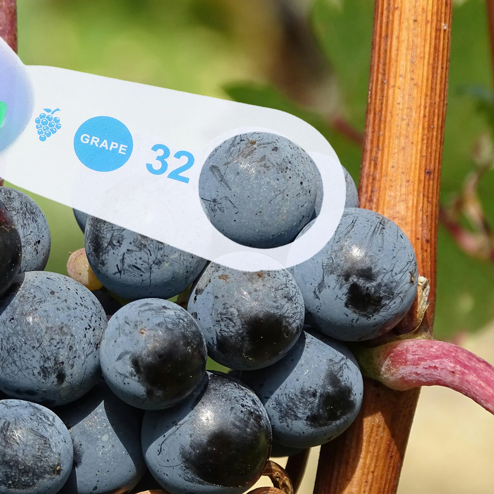 

2Pcs Fruit Diameter Measuring Rulers Grape Size Gauge Plastic Fruit Grading Tool for Farmers Shops Sorting Grape Size Gauge