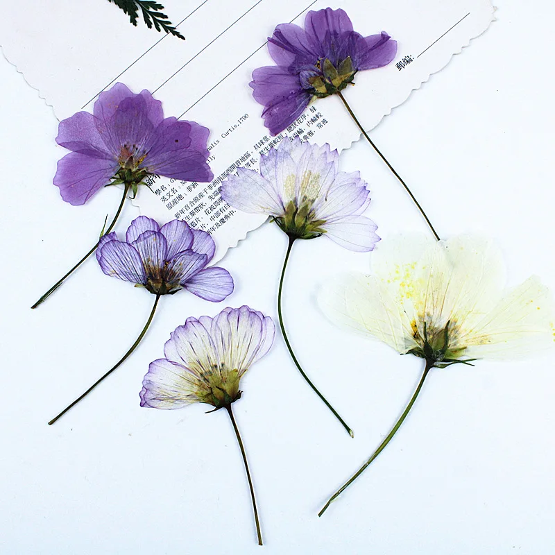 60Pcs Gerbera Flower Side-Pressed Flowers with Stems, Dried Flower Materials for Diy, Real Flower Plant Specimens, Dried Flower Pressed Flower Bookmarks, Face Decoration