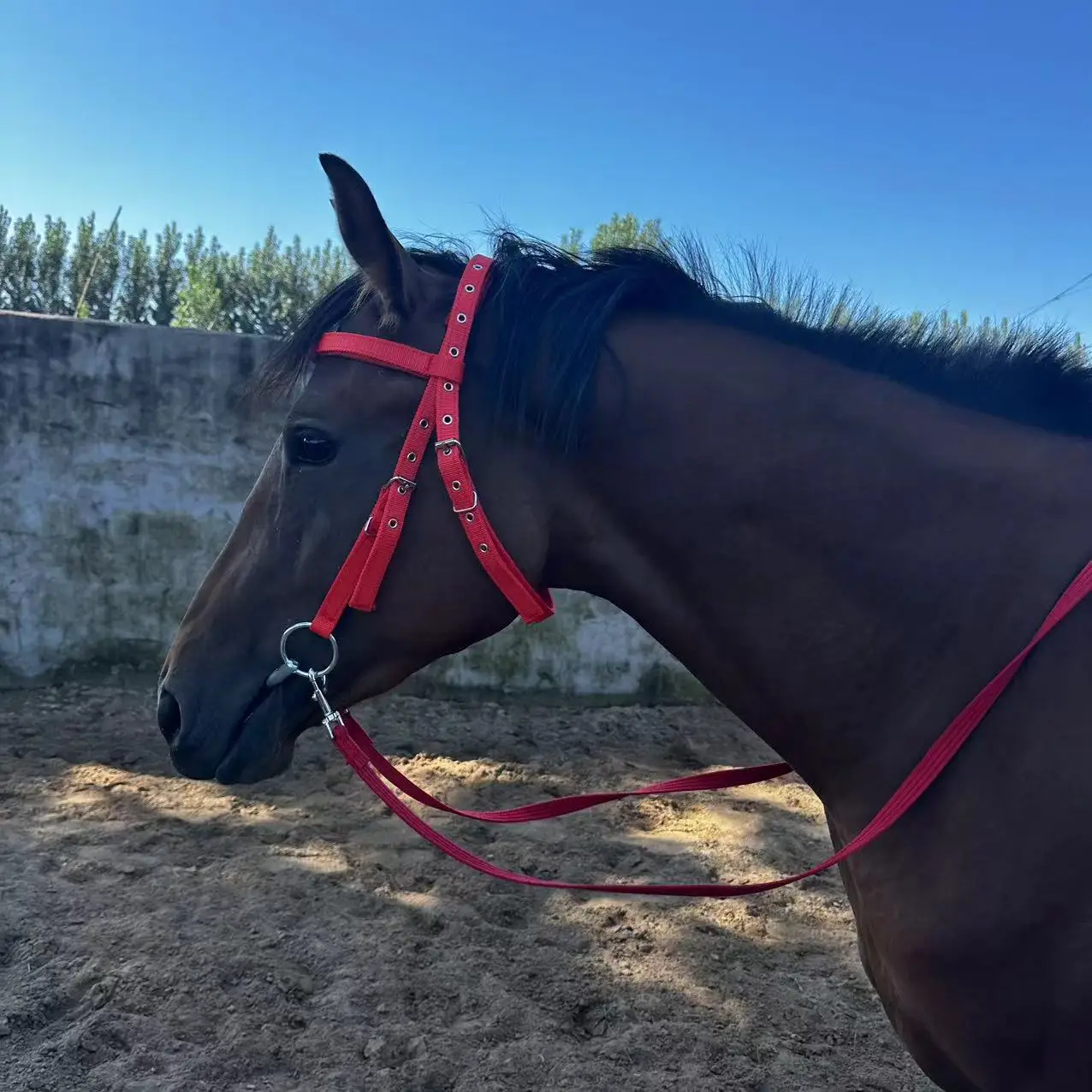 

Halter Horse Rope Riding Water Bridle Size Bridle Harness Headgear Accessories Water Lead Ropes 1