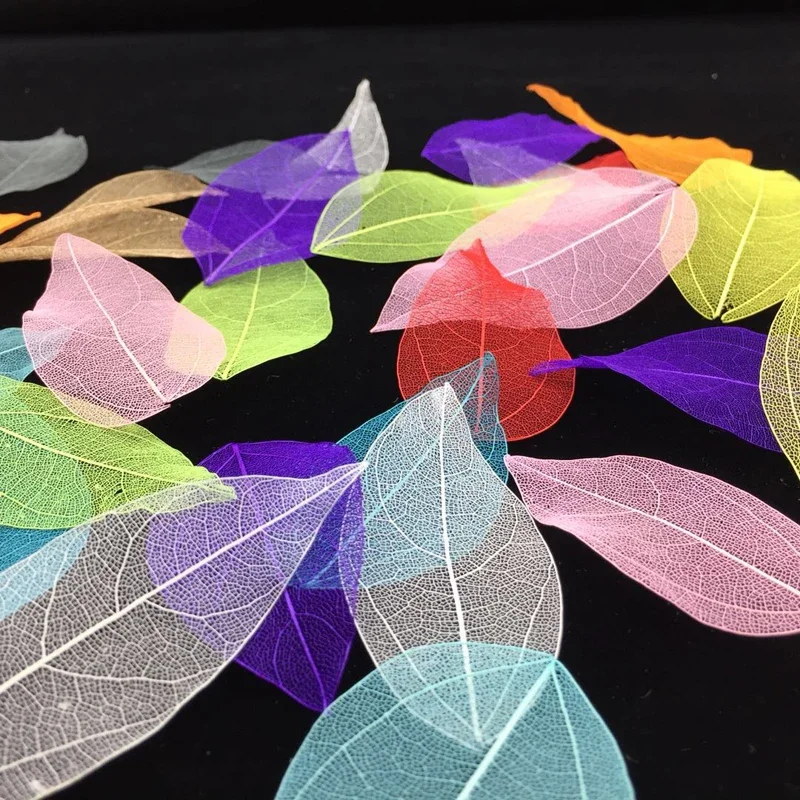 5-6cm/24pcs,Nature Real Touch Leaf  Petals,Pressed Dried Flower Leaf for DIY Party Craft Bookmark Gift Card,Gift box Decoration