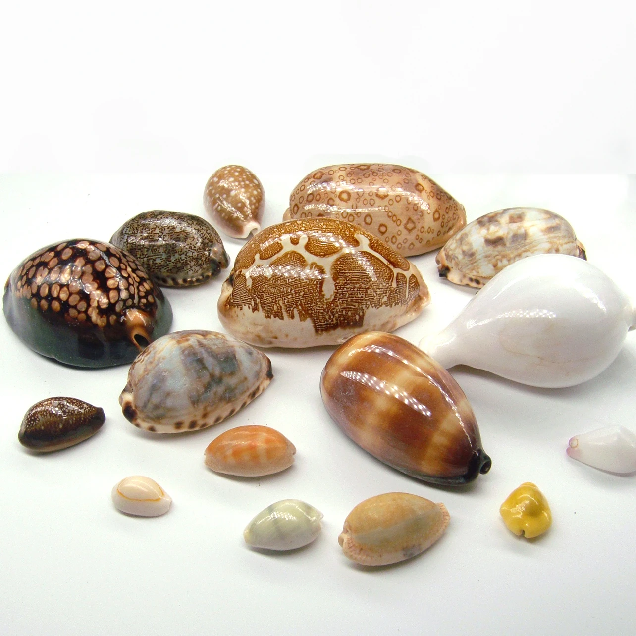 Natural cowries Package, specimen Collection, Home Decoration, Popular Science Gift, Fish Tank Landsc