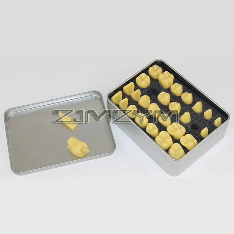 1.2 Times Carved Teeth Teaching Model Comparison Carving Tooth Model Dental Student Practice Study Tools