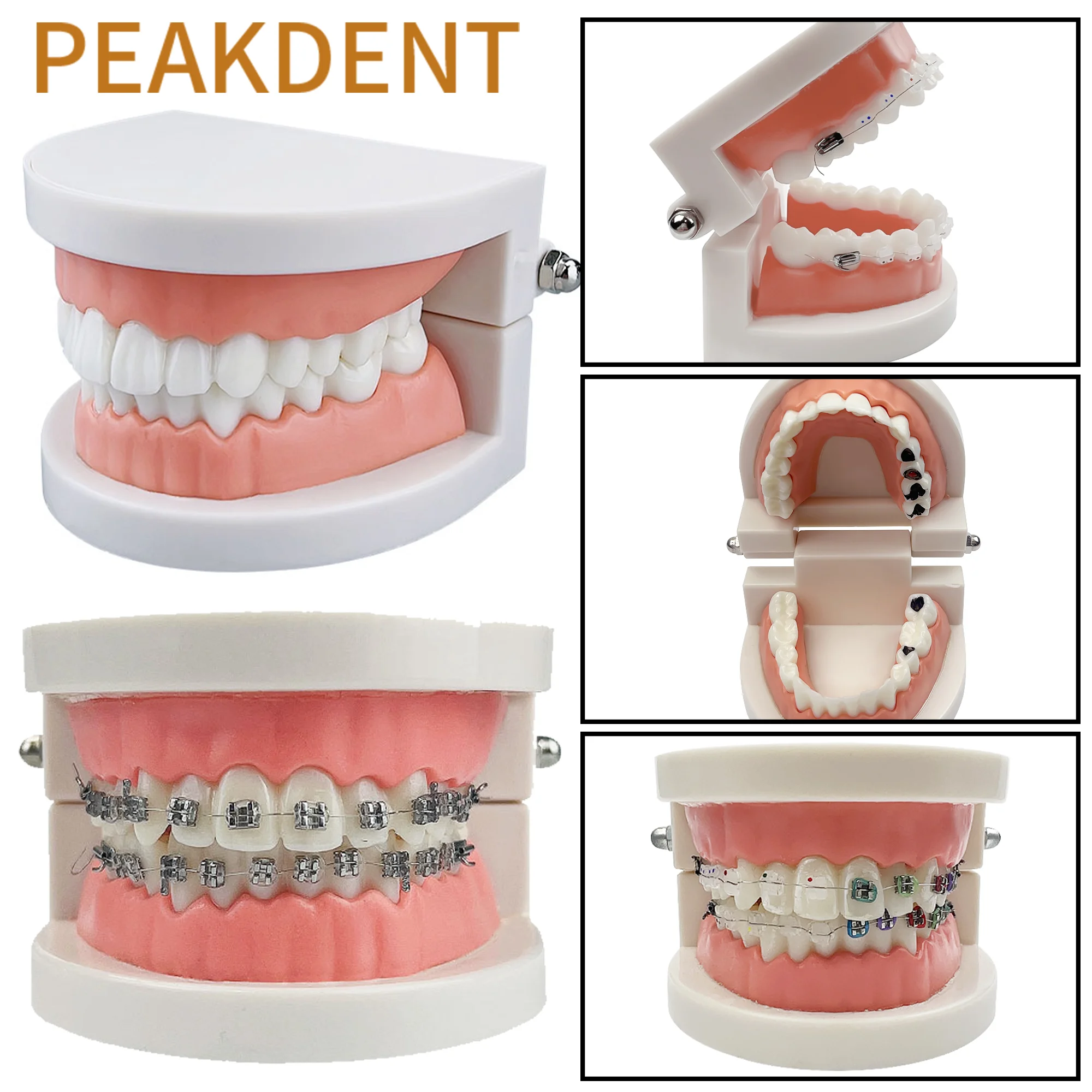 Dental dorosły standardowy model zębów Typodont metalowe / ceramiczne wsporniki do stomatologii dla dentysty modele szkoleniowe dla studentów