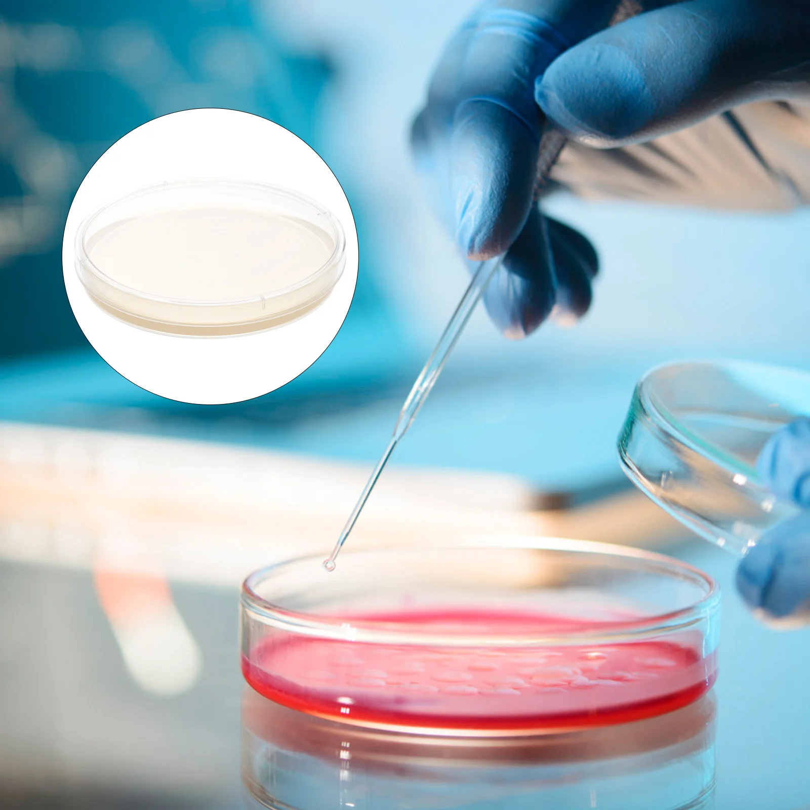 10Pcs Agar Plates Pre-Poured Fresh Growth Medium Lab Petri Dishes Science Experiment Culture Storage Isolation