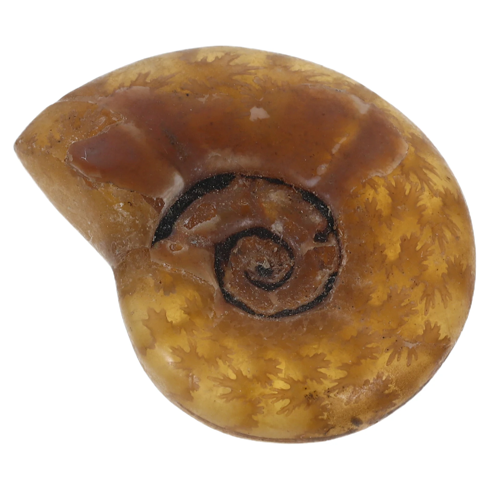 

Natural Handmade Shell Charm For Necklace Keychain Making Conch Charms Ammonite Jewelry Specimen Seashell Conch Pendant