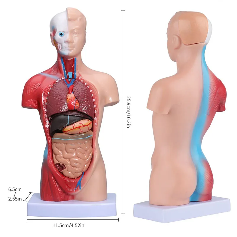 Imagem -02 - Torso Médico do Corpo Humano Modelo de Boneca 15 Peças Removíveis Órgãos Educação Modelo Anatomia para o Ensino Ferramenta Estudo